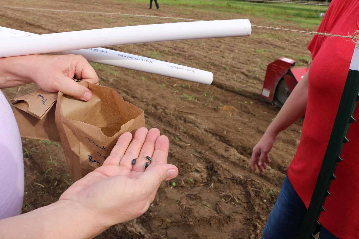 Sea Island Cotton seeds - Gossypium barbadense