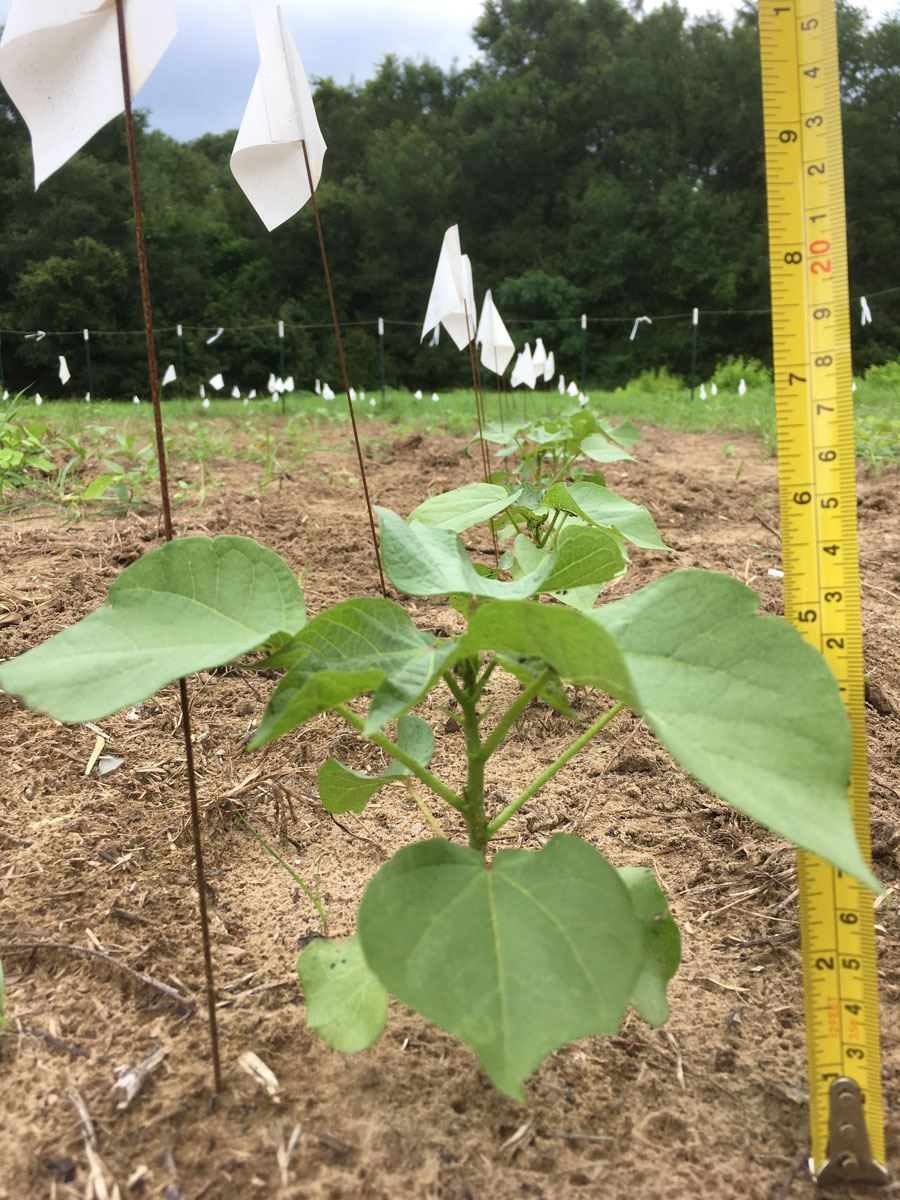 Sea Island Cotton - 5 Weeks Out