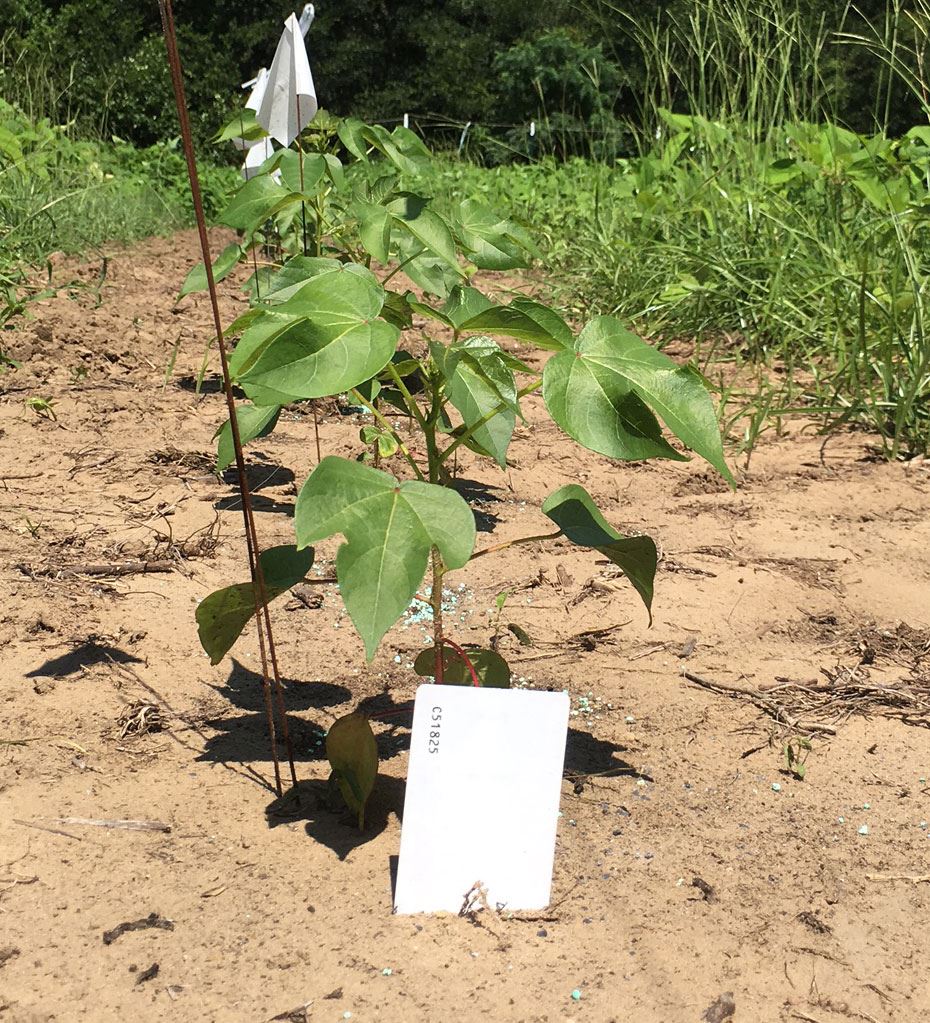 Sea Island Cotton July 21 2017