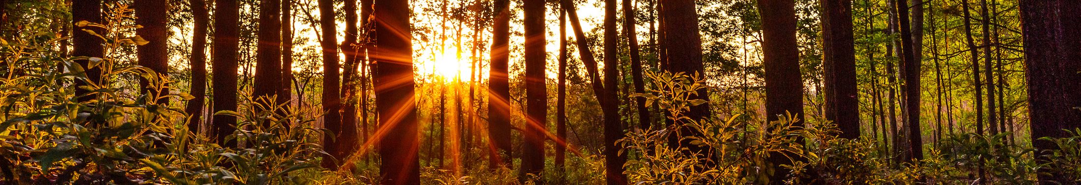 Sun through the trees in the woods