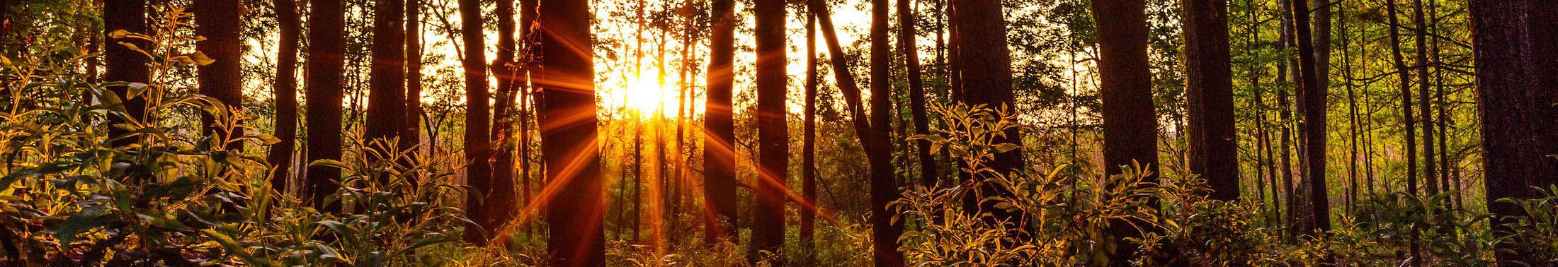 Sunset through trees
