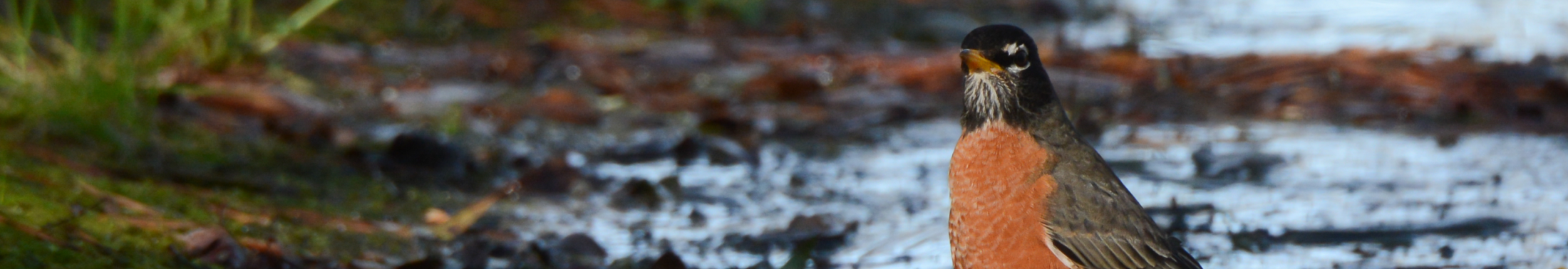 A bird stands on the ground