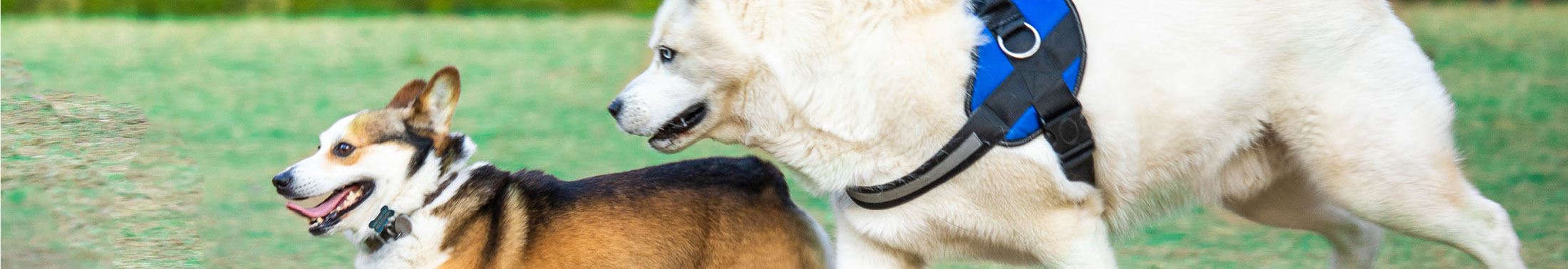 Two dogs play in a field