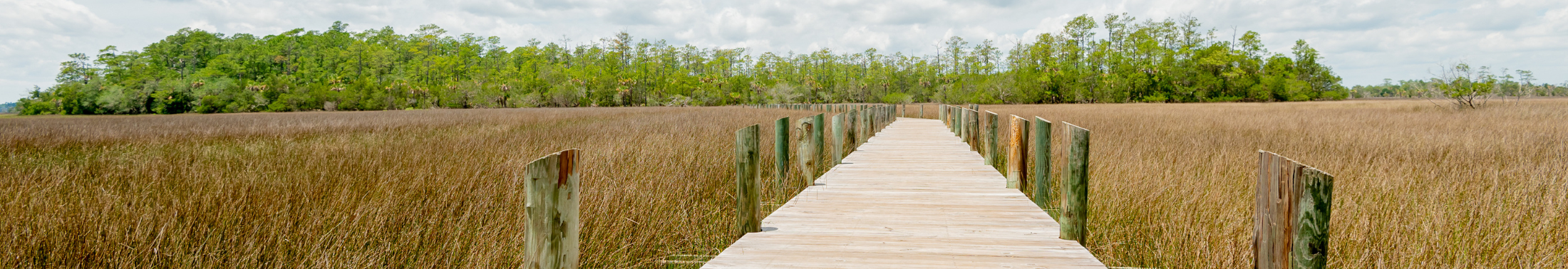 Boardwalk over the marsh at Palmetto Islands County Park