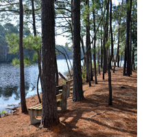 Pine trees and a bench overlooking a lake