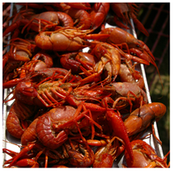 Image of crawfish